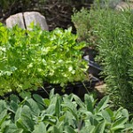 Medicinal Herbal Kitchen Garden