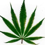 HS 118 – Marijuana: Gateway to Health with Clint Werner