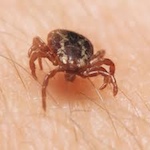 HS 85 – Bad Science and Lyme Disease with Tom Grier